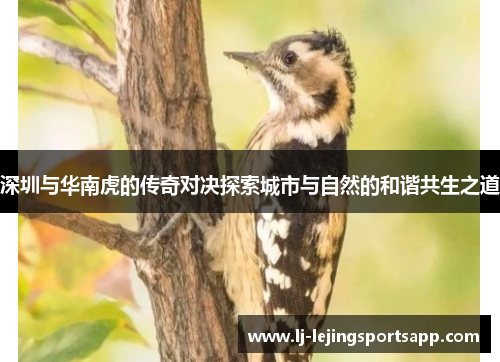深圳与华南虎的传奇对决探索城市与自然的和谐共生之道